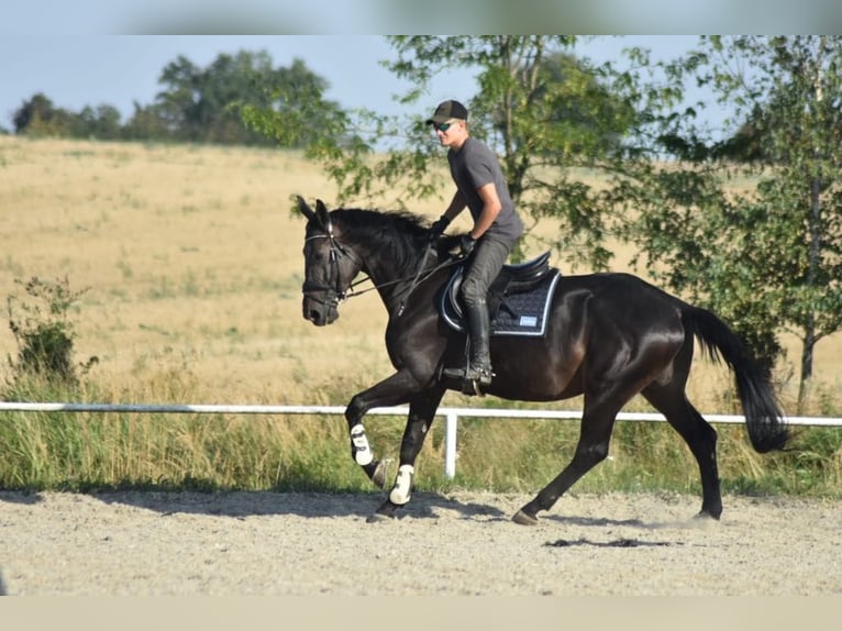 Zangersheide Caballo castrado 4 años 175 cm Morcillo in Góra