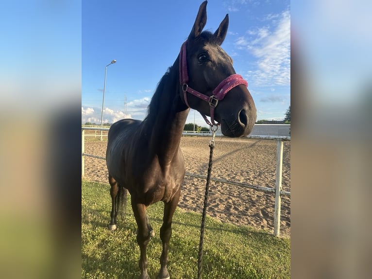 Zangersheide Caballo castrado 4 años 175 cm Morcillo in Góra