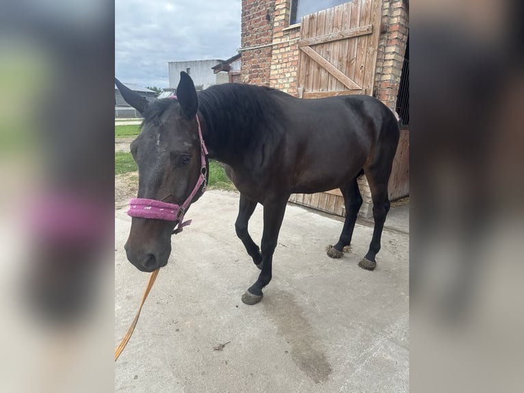 Zangersheide Caballo castrado 4 años 175 cm Morcillo in Góra