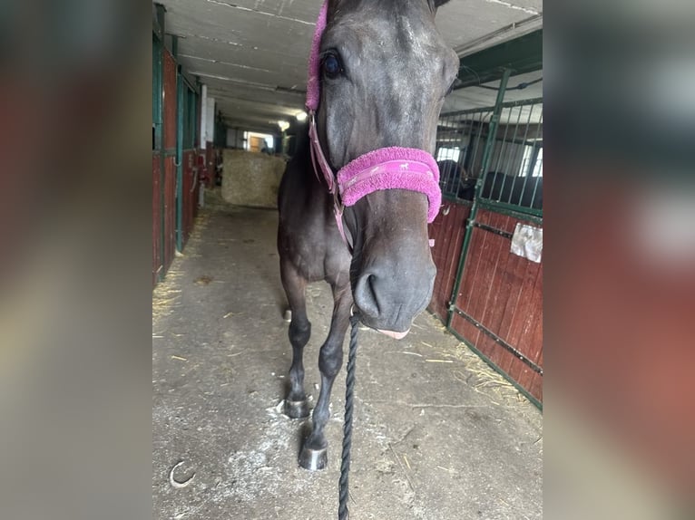 Zangersheide Caballo castrado 4 años 175 cm Morcillo in Góra