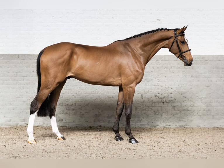 Zangersheide Caballo castrado 4 años 176 cm  in WK Heerde