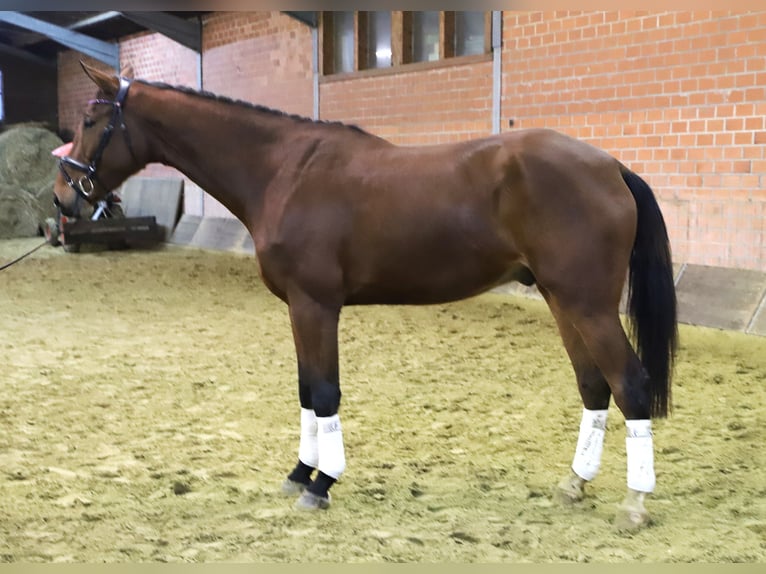 Zangersheide Caballo castrado 4 años 176 cm Castaño in uelsen