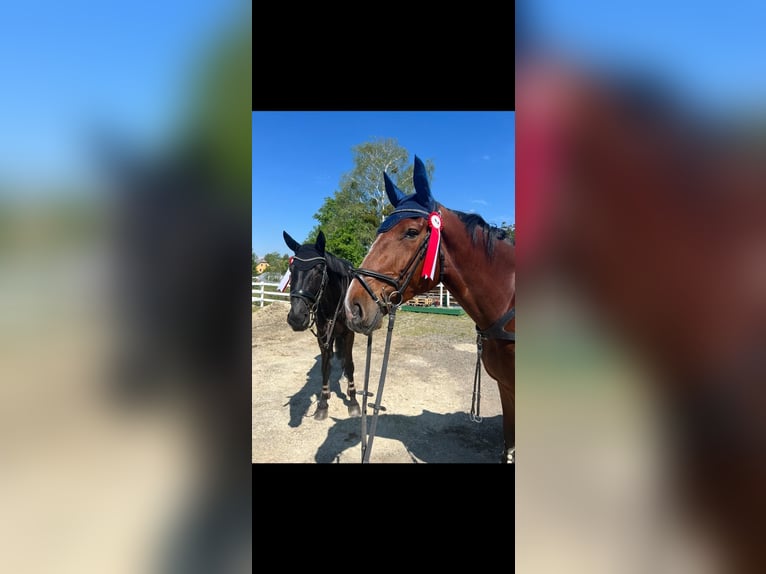 Zangersheide Caballo castrado 4 años 176 cm Castaño in Wildon