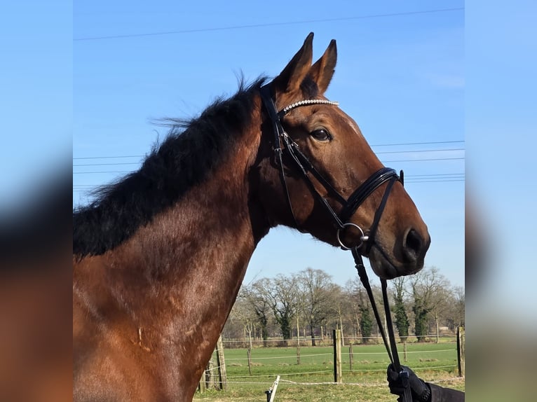 Zangersheide Caballo castrado 4 años 176 cm Castaño in Wachtendonk