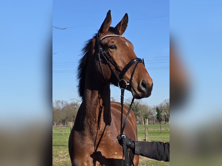 Zangersheide Caballo castrado 4 años 176 cm Castaño in Wachtendonk