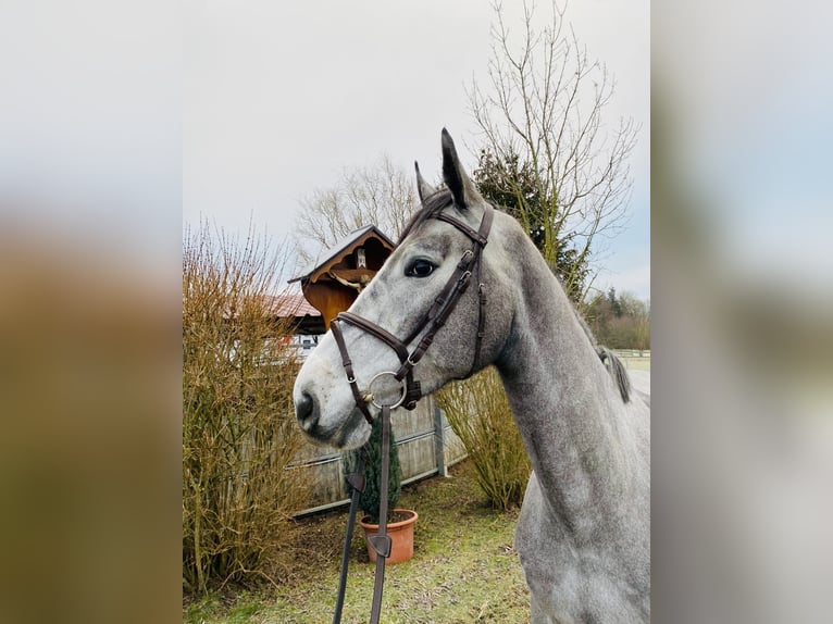 Zangersheide Caballo castrado 4 años 178 cm Tordo rodado in Schwäbisch Gmünd