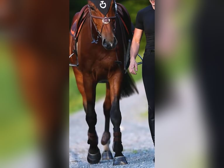 Zangersheide Caballo castrado 4 años 179 cm Castaño in Alberschwende