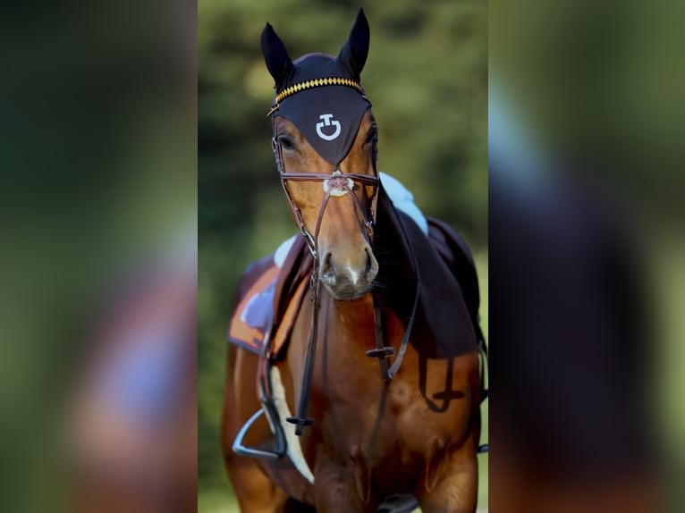 Zangersheide Caballo castrado 4 años 179 cm Castaño in Alberschwende