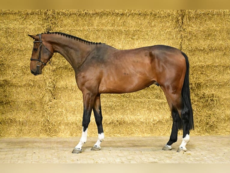 Zangersheide Caballo castrado 4 años 179 cm Castaño oscuro in Bladel