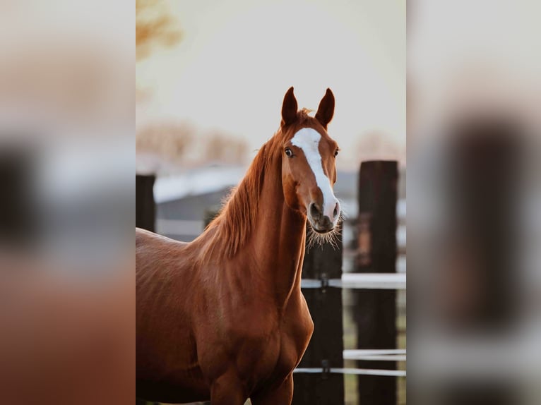 Zangersheide Caballo castrado 4 años Alazán in Zagreb