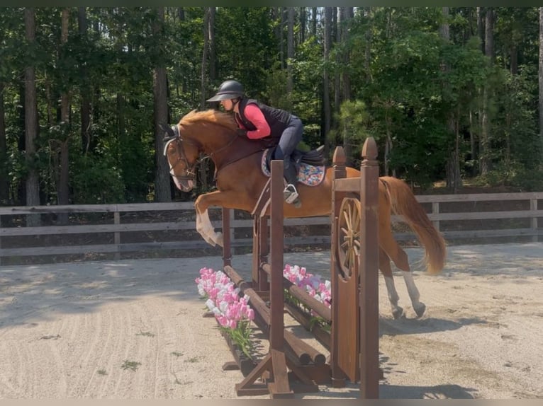 Zangersheide Caballo castrado 4 años Alazán-tostado in Chesterfield, VA