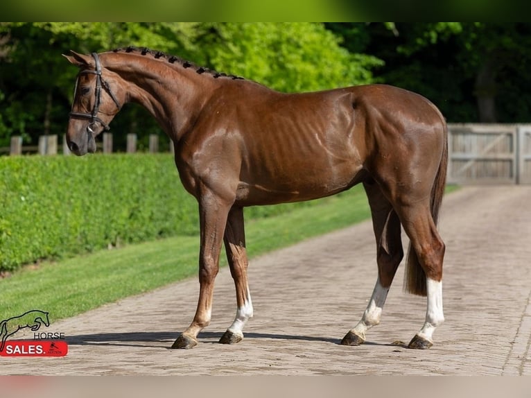 Zangersheide Caballo castrado 4 años in Békéscsaba