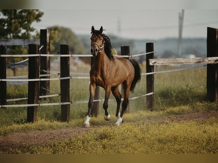 Zangersheide Caballo castrado 4 años in Zagreb