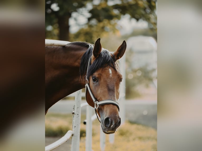 Zangersheide Caballo castrado 4 años in Zagreb