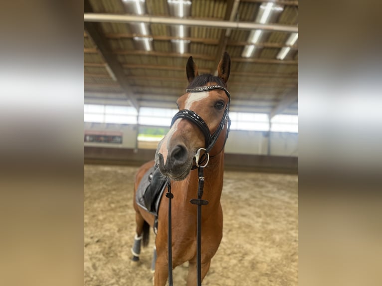Zangersheide Caballo castrado 5 años 153 cm Castaño oscuro in Ahaus