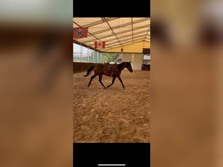 Zangersheide Caballo castrado 5 años 157 cm Castaño oscuro in W&#xFC;rzburgW&#xFC;rzburg