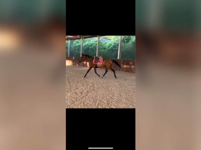 Zangersheide Caballo castrado 5 años 157 cm Castaño oscuro in W&#xFC;rzburgW&#xFC;rzburg