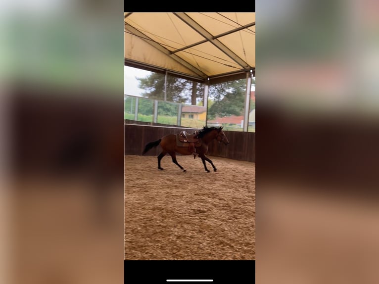 Zangersheide Caballo castrado 5 años 157 cm Castaño oscuro in W&#xFC;rzburgW&#xFC;rzburg