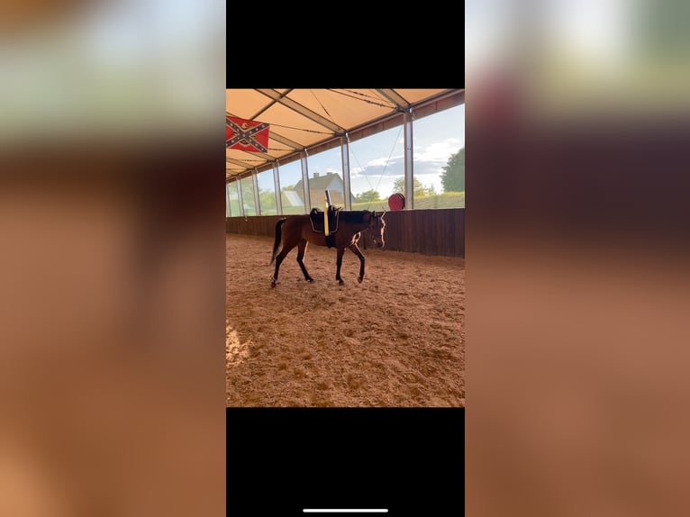 Zangersheide Caballo castrado 5 años 157 cm Castaño oscuro in W&#xFC;rzburgW&#xFC;rzburg
