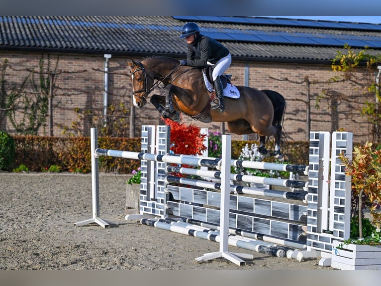 Zangersheide Caballo castrado 5 años 160 cm Castaño in Bladel