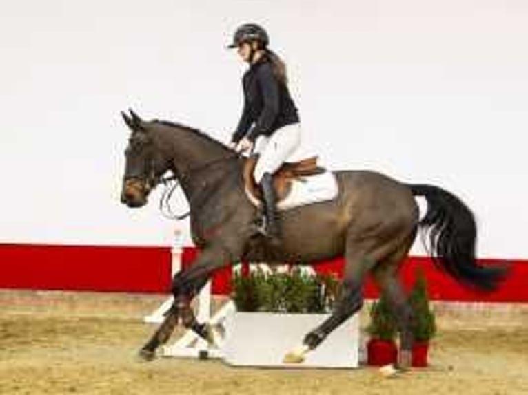 Zangersheide Caballo castrado 5 años 160 cm Castaño oscuro in Waddinxveen