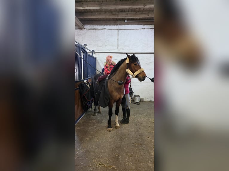 Zangersheide Caballo castrado 5 años 162 cm Castaño oscuro in Leibelbach
