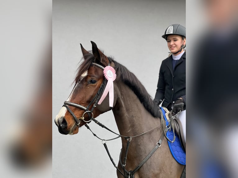 Zangersheide Caballo castrado 5 años 162 cm Castaño oscuro in Bled