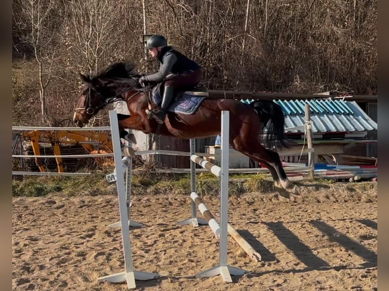 Zangersheide Caballo castrado 5 años 162 cm Castaño oscuro in Bled