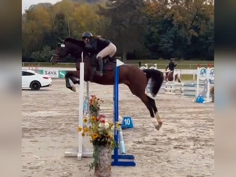 Zangersheide Caballo castrado 5 años 162 cm Castaño oscuro in Bled