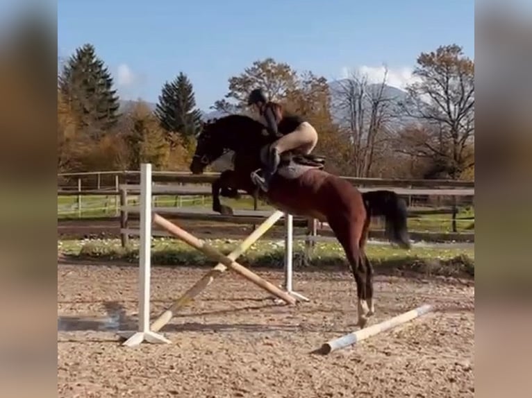 Zangersheide Caballo castrado 5 años 162 cm Castaño oscuro in Bled