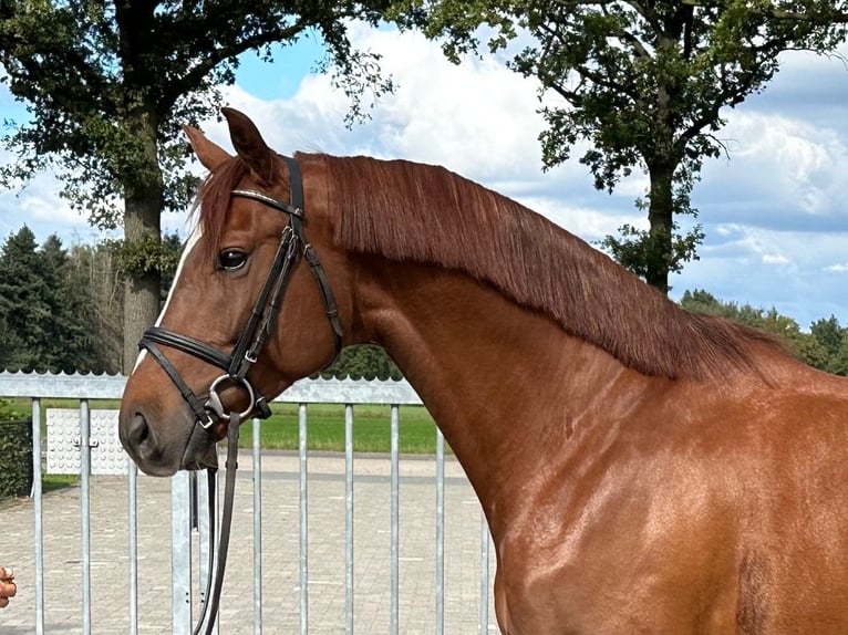 Zangersheide Caballo castrado 5 años 163 cm Alazán in Grashoek