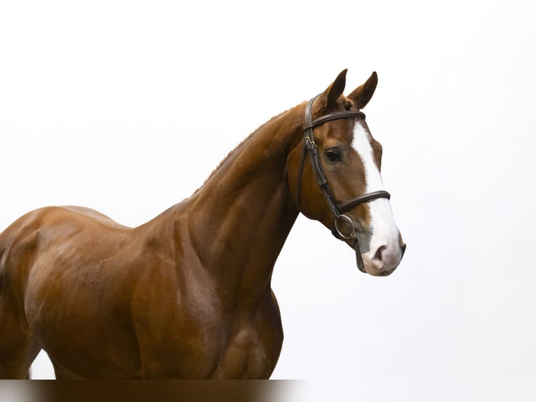 Zangersheide Caballo castrado 5 años 163 cm Alazán in Waddinxveen