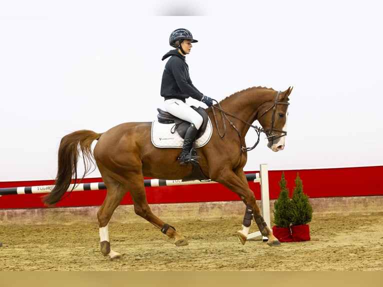 Zangersheide Caballo castrado 5 años 163 cm Alazán in Waddinxveen