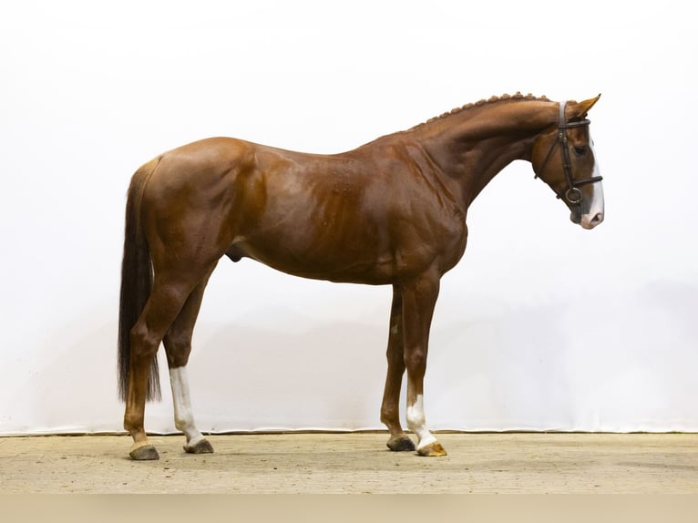 Zangersheide Caballo castrado 5 años 163 cm Alazán in Waddinxveen