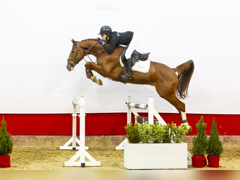 Zangersheide Caballo castrado 5 años 163 cm Alazán in Waddinxveen