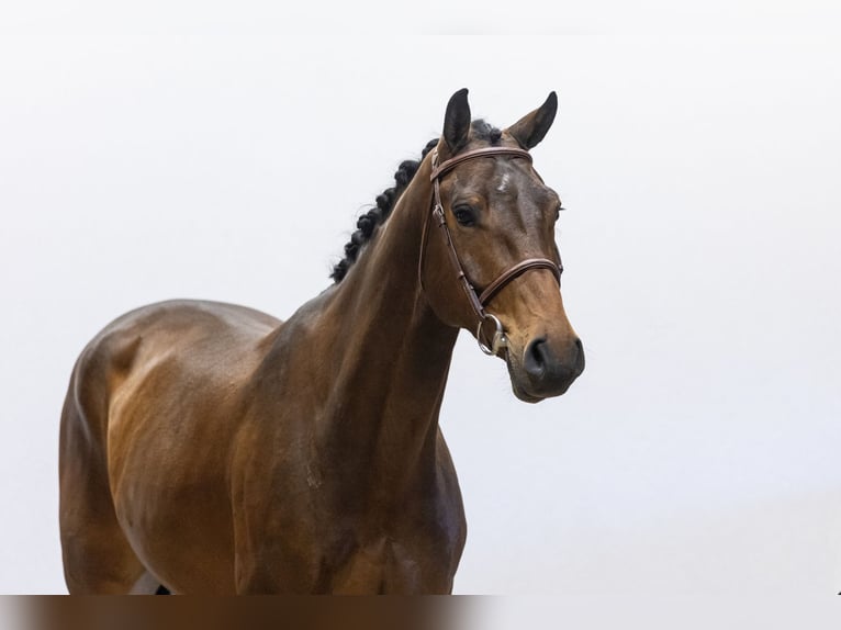 Zangersheide Caballo castrado 5 años 163 cm Castaño in Waddinxveen