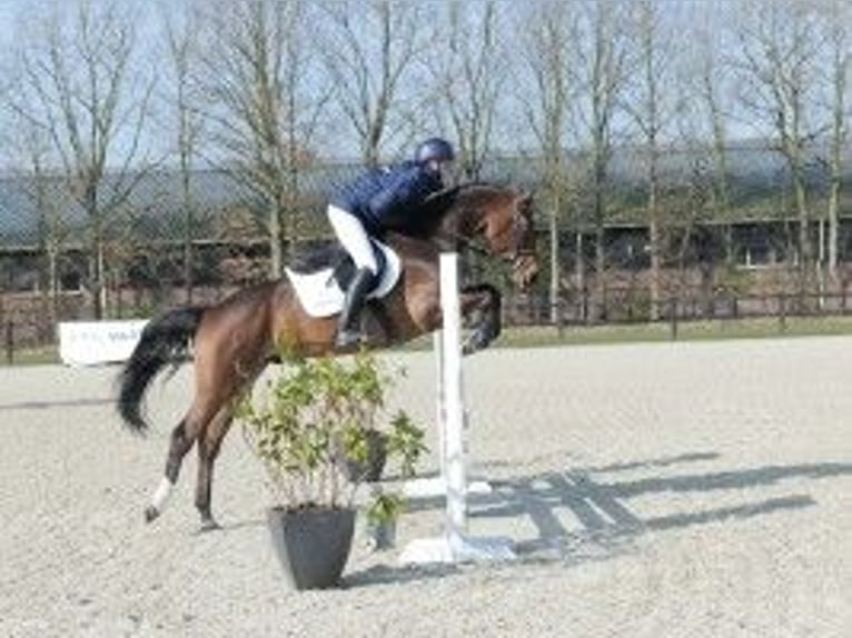 Zangersheide Caballo castrado 5 años 163 cm Castaño in Heerde