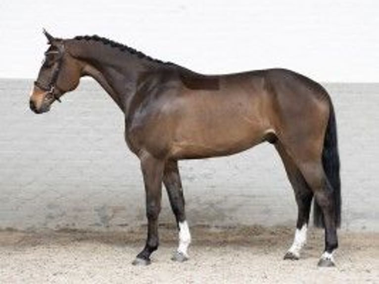 Zangersheide Caballo castrado 5 años 163 cm Castaño in Heerde