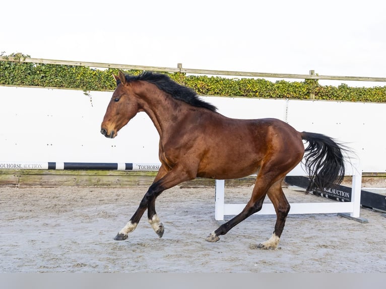 Zangersheide Caballo castrado 5 años 163 cm Castaño in Waddinxveen