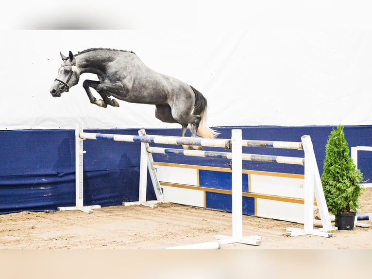 Zangersheide Caballo castrado 5 años 163 cm Tordo rodado in Nowa Wies Tworowska