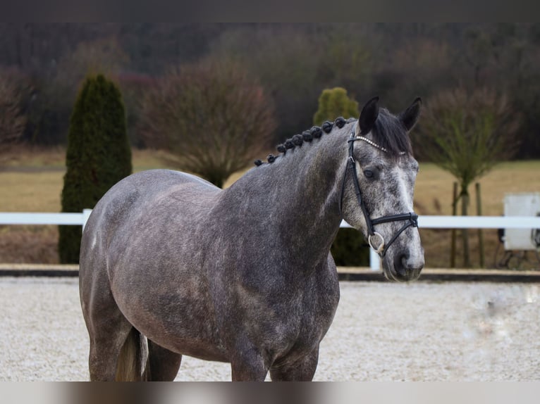 Zangersheide Caballo castrado 5 años 164 cm Tordillo negro in Schwäbisch Hall