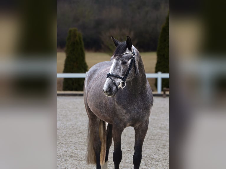 Zangersheide Caballo castrado 5 años 164 cm Tordillo negro in Schwäbisch Hall