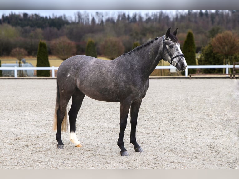 Zangersheide Caballo castrado 5 años 164 cm Tordillo negro in Schwäbisch Hall