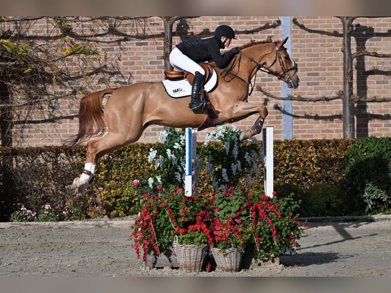 Zangersheide Caballo castrado 5 años 165 cm Alazán in Bladel