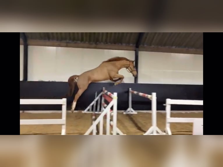 Zangersheide Caballo castrado 5 años 165 cm Alazán in VIZCAYA