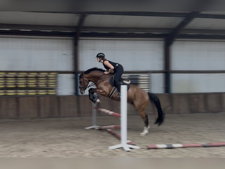 Zangersheide Caballo castrado 5 años 165 cm Castaño in Oud Gastel