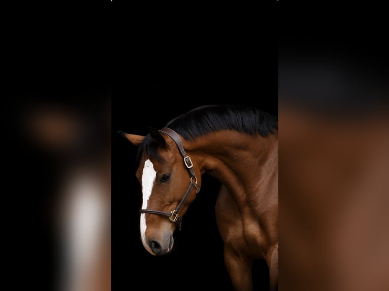 Zangersheide Caballo castrado 5 años 165 cm Castaño in Fraunberg