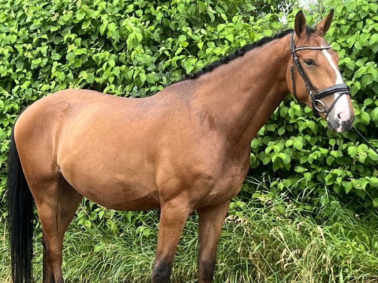 Zangersheide Caballo castrado 5 años 165 cm Castaño in Reinach AG