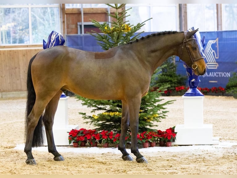 Zangersheide Caballo castrado 5 años 165 cm Castaño in Diepholz