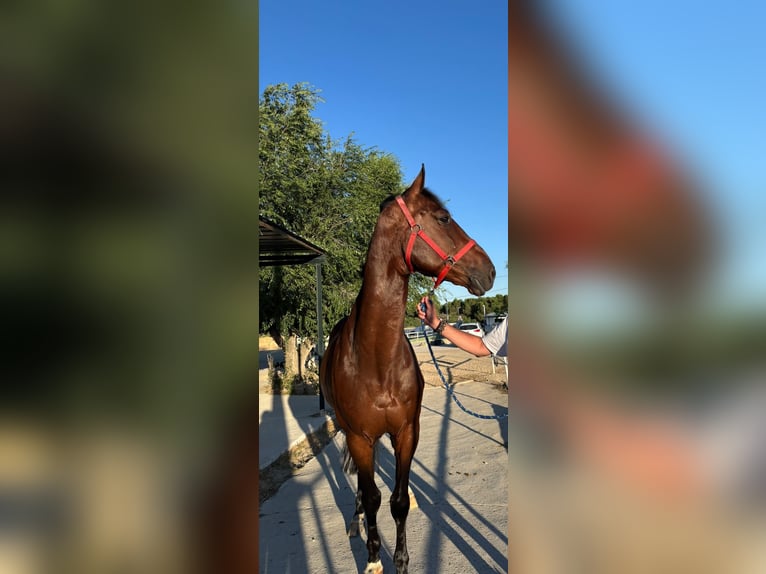 Zangersheide Caballo castrado 5 años 165 cm Castaño oscuro in Madrid